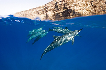 Split level shot showing spinner dolphins (Stenella longirostris) and the rocky cliffs around the coast of Big Island, Hawaii, United States of America, Pacific