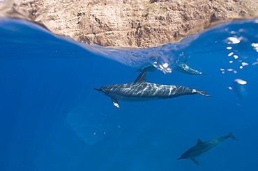 Split level shot showing spinner dolphins (Stenella longirostris) and the rocky cliffs around the coast of Big Island, Hawaii, United States of America, Pacific