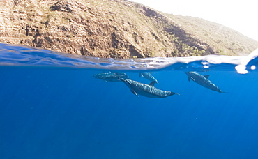 Split level shot showing spinner dolphins (Stenella longirostris) and the rocky cliffs around the coast of Big Island, Hawaii, United States of America, Pacific