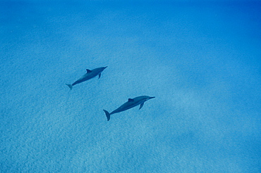 Spinner dolphins (Stenella longirostris), Big Island, Hawaii, United States of America, Pacific