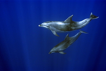 Bottlenose dolphins (Tursiops truncatus) swimming in open ocean, St. Peter and St. Paul's rocks, Brazil, South America