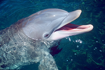 Bottlenose dolphin (Tursiops truncatus), Oahu, Hawaii, United States of America, Pacific