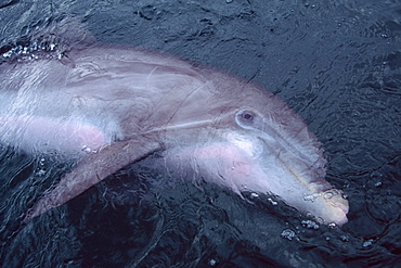 Bottlenose dolphin (Tursiops truncatus), Oahu, Hawaii, United States of America, Pacific