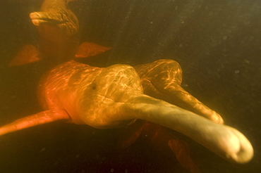 Pink river dolphin (boto) (Inia geoffrensis). Negro River, Amazonas, Brazil, South America