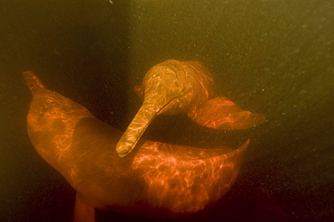 Pink river dolphin (boto) (Inia geoffrensis). Negro River, Amazonas, Brazil, South America