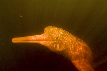 Pink river dolphin (boto) (Inia geoffrensis). Negro River, Amazonas, Brazil, South America