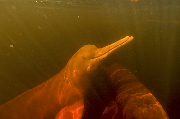 Pink river dolphin (boto) (Inia geoffrensis). Negro River, Amazonas, Brazil, South America