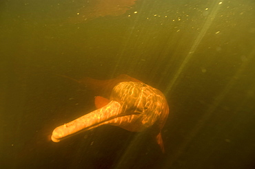 Pink river dolphin (boto) (Inia geoffrensis). Negro River, Amazonas, Brazil, South America