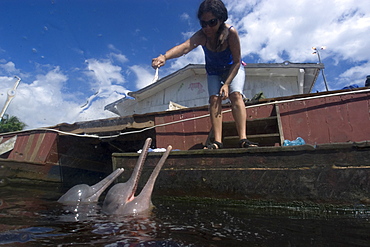 Pink river dolphin (boto) (Inia geoffrensis) being hand fed, Negro River, Amazonas, Brazil, South America