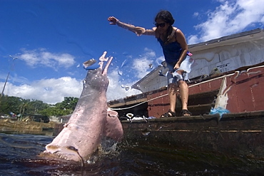 Pink river dolphin (boto) (Inia geoffrensis) being hand fed, Negro River, Amazonas, Brazil, South America