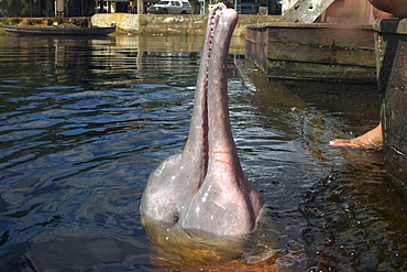 Pink river dolphin (boto) (Inia geoffrensis), Negro River, Amazonas, Brazil, South America