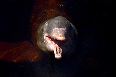 Pink river dolphin (boto) (Inia geoffrensis), Negro River, Amazonas, Brazil, South America