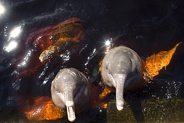 Pink river dolphin (boto) (Inia geoffrensis), Negro River, Amazonas, Brazil, South America