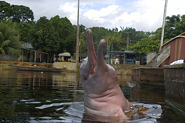 Pink river dolphin (boto) (Inia geoffrensis), Negro River, Amazonas, Brazil, South America