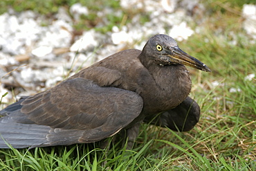 Heron (Butorides sp.), Rongelap, Marshall Islands, Micronesia, Pacific