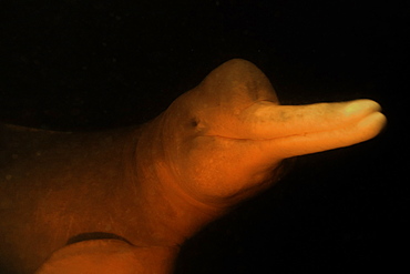 Pink river dolphin (boto) (Inia geoffrensis). Negro River, Amazonas, Brazil, South America