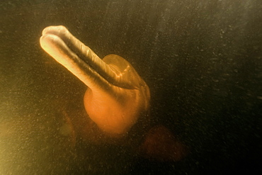 Pink river dolphin (boto) (Inia geoffrensis). Negro River, Amazonas, Brazil, South America