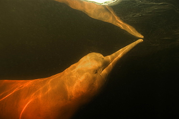 Pink river dolphin (boto) (Inia geoffrensis). Negro River, Amazonas, Brazil, South America