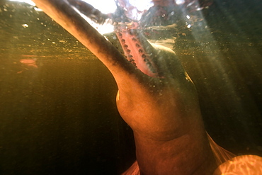 Pink river dolphin (boto) (Inia geoffrensis). Negro River, Amazonas, Brazil, South America