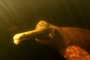 Pink river dolphin (boto) (Inia geoffrensis). Negro River, Amazonas, Brazil, South America