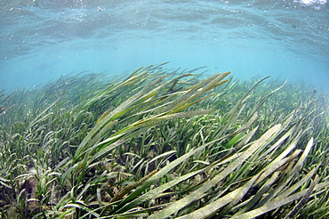 Seagrass (Syringodium isoetifolium), Pohnpei, Federated States of Micronesia, Caroline Islands, Micronesia, Pacific Ocean, Pacific