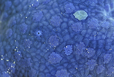 Blue sea star (Linckia laevigata) skin detail, Pohnpei, Federated States of Micronesia, Caroline Islands, Micronesia, Pacific Ocean, Pacific