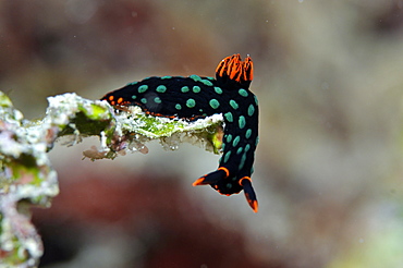 Polycerid nudibranch (Nembrotha kubaryana), Pohnpei, Federated States of Micronesia, Caroline Islands, Micronesia, Pacific Ocean, Pacific