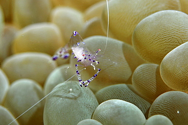 Commensal shrimp (Periclimenes tosaensis) on bubble coral, Pohnpei, Federated States of Micronesia, Caroline Islands, Micronesia, Pacific Ocean, Pacific