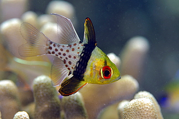 Pajama cardinalfish (Sphaeramia nematoptera), Pohnpei, Federated States of Micronesia, Caroline Islands, Micronesia, Pacific Ocean, Pacific