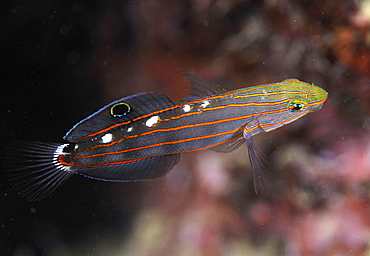 Old Glory goby (Amblygobius rainfordi), U Province, Pohnpei, Federated States of Micronesia, Caroline Islands, Micronesia, Pacific Ocean, Pacific