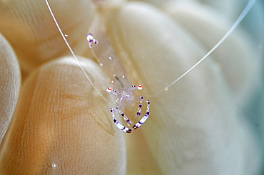 Commensal shrimp (Periclimenes tosaensis) on bubble coral, Pohnpei, Federated States of Micronesia, Caroline Islands, Micronesia, Pacific Ocean, Pacific