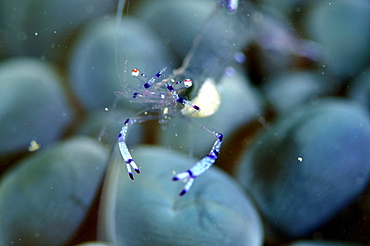 Commensal shrimp (Periclimenes tosaensis) on bubble coral (Plerogyra sp.), U Province, Pohnpei, Federated States of Micronesia, Caroline Islands, Micronesia, Pacific Ocean, Pacific