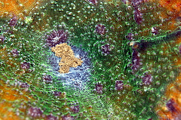 Hard plate coral close-up, Pohnpei, Federated States of Micronesia, Caroline Islands, Micronesia, Pacific Ocean, Pacific