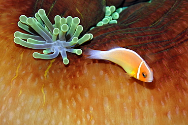 Pink anemonefish (Amphiprion periderion) in host anemone, Pohnpei, Federated States of Micronesia, Caroline Islands, Micronesia, Pacific Ocean, Pacific