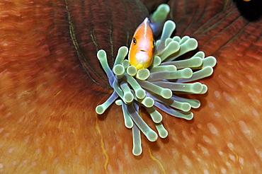 Pink anemonefish (Amphiprion periderion) in host anemone, Pohnpei, Federated States of Micronesia, Caroline Islands, Micronesia, Pacific Ocean, Pacific