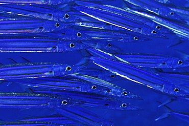 School of bigeye barracuda (Sphyraena forsteri), Pohnpei, Federated States of Micronesia, Caroline Islands, Micronesia, Pacific Ocean, Pacific