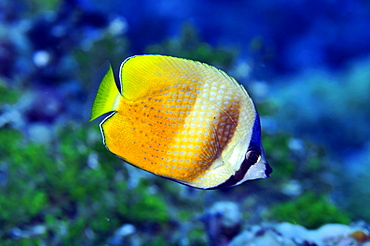 Blacklip butterflyfish (Chaetodon kleinii), Pohnpei, Federated States of Micronesia, Caroline Islands, Micronesia, Pacific Ocean, Pacific