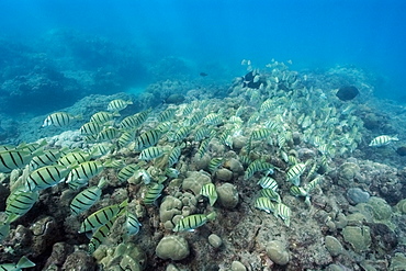 Convict tangs (manini) (Acanthurus triostegus) schooling and grazing, Hanauma Bay, Oahu, Hawaii, United States of America, Pacific