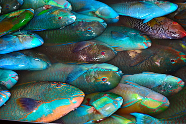 Parrotfish for sale at local market, Pohnpei, Federated States of Micronesia, Caroline Islands, Micronesia, Pacific Ocean, Pacific