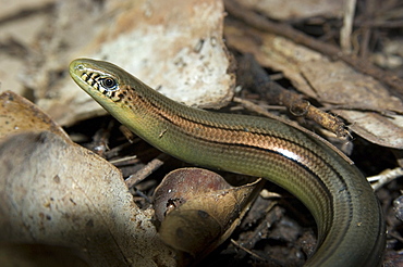 Lizard (Bachia sp.) in captivity at a Herpetology lab, University of Sao Paulo, Sao Paulo, Brazil, South America