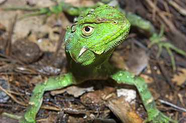 Ihering's Fathead Anole (Enyalius iheringii) from Cunha, in captivity, Sao Paulo, Brazil, South America