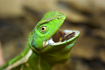 Ihering's Fathead Anole (Enyalius iheringii) from Cunha, in captivity eating a bug, Sao Paulo, Brazil, South America