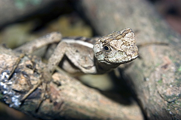 Lizard (Enyalius sp.), from the Atlantic forest in southeast Brazil, South America