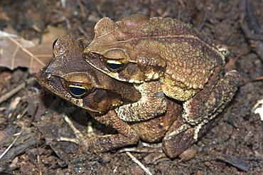 Frog (Chaunus (Bufo) crucifer) copulating with female in captivity, Herpetology laboratory at University of Sao Paulo, Sao Paulo, Brazil, South America