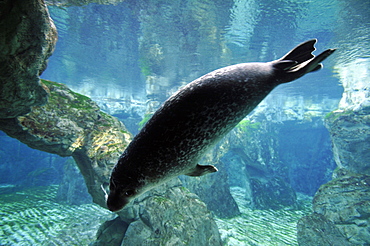 Mediterranean Monk Seal (Monachus monachus), Aquarium of Genova, Genova, Liguria, Italy, Europe