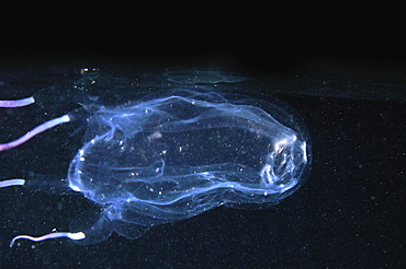 Hawaiian box jellyfish (Carybdea alata), Waikiki, Oahu, Hawaii, United States of America, Pacific