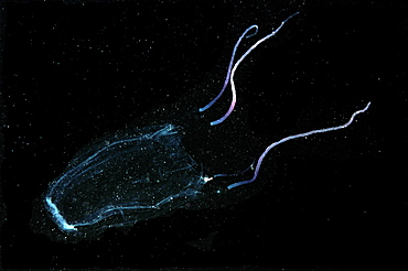 Hawaiian box jellyfish (Carybdea alata), Waikiki, Oahu, Hawaii, United States of America, Pacific