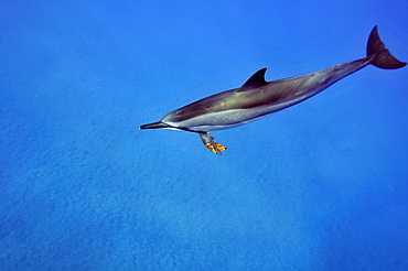 Spinner dolphin (Stenella longirostris) playing with leaf, Kealakekua Bay, Captain Kook, Big Island, Hawaii, United States of America, Pacific