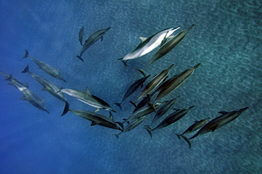 Spinner dolphins (Stenella longirostris), Kealakekua Bay, Captain Kook, Big Island, Hawaii, United States of America, Pacific