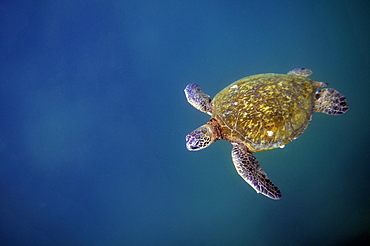 Green Sea Turtle (Chelonia mydas), Kaneohe Bay, Oahu, Hawaii, United States of America, Pacific